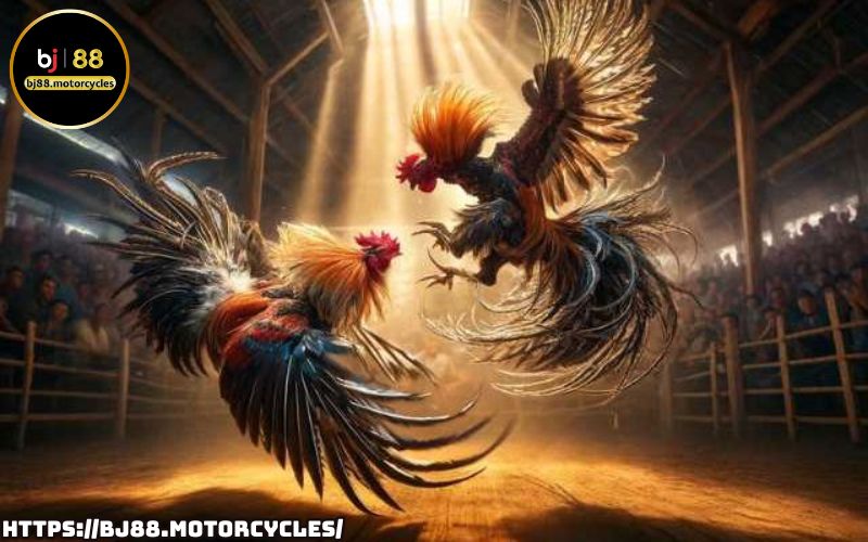 Khám phá sảnh đấu đá gà BJ88 – Đặt cược kịch tính, tỷ lệ hấp dẫn, chiến thắng đỉnh cao đang chờ đón bạn Khám phá sảnh đấu đá gà BJ88 – Đặt cược kịch tính, tỷ lệ hấp dẫn, chiến thắng đỉnh cao đang chờ đón bạn